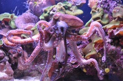 לבקשת רבים מגולשי האתר שנעלה סרטי טבע לחופש הגדול העלתי סרט טבע - העולם שמתחת למים