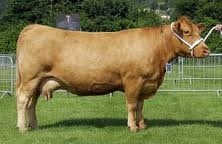 פרה שומרת שבת-.סרט חרדי - 