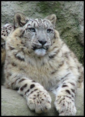 נמר השלג (מאק) גרסה סופית 10.6.8 VMWARE תמונת ראי