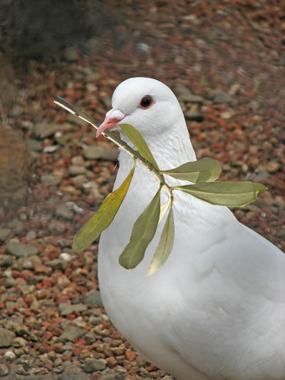 יונה מצאה בו מנוח- שיר יפהפה לשבת קודש -