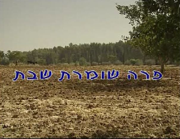 פרה שומרת שבת -  דתי - 