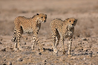 סרט טבע - ברדלסים - 