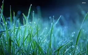 שירת העשבים סרטון חובה לשירו של רבי נחמן, שמבצע שולי רנד... - 