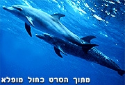 סרט טבע כחול עמוק -