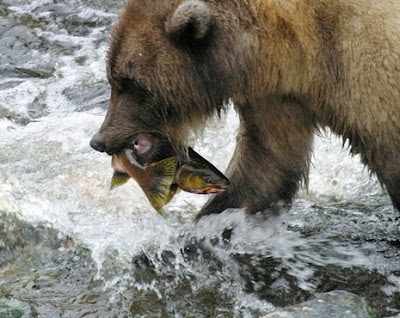 סרט טבע - דובי הגריזלי של אלסקה - 