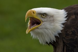 מתיחה ויראלית: נשר חטף תינוק? - 