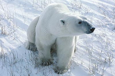 סרט טבע - ממלכת דובי הקרח - 