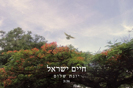 חיים ישראל - יונת השלום - סינגל -