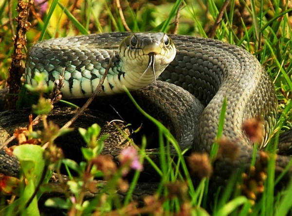סרט טבע יופיים של נחשים  - 