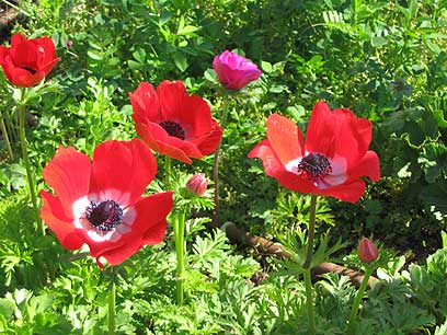 אוסף של 80 רקעי נוף הכי יפים בעולם  - 