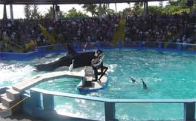 פארק המים - לויתנים 