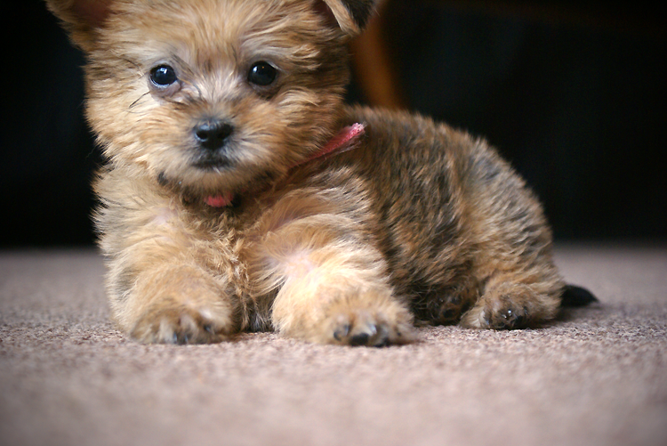 רקעים מדהימים למחשב - HD - 