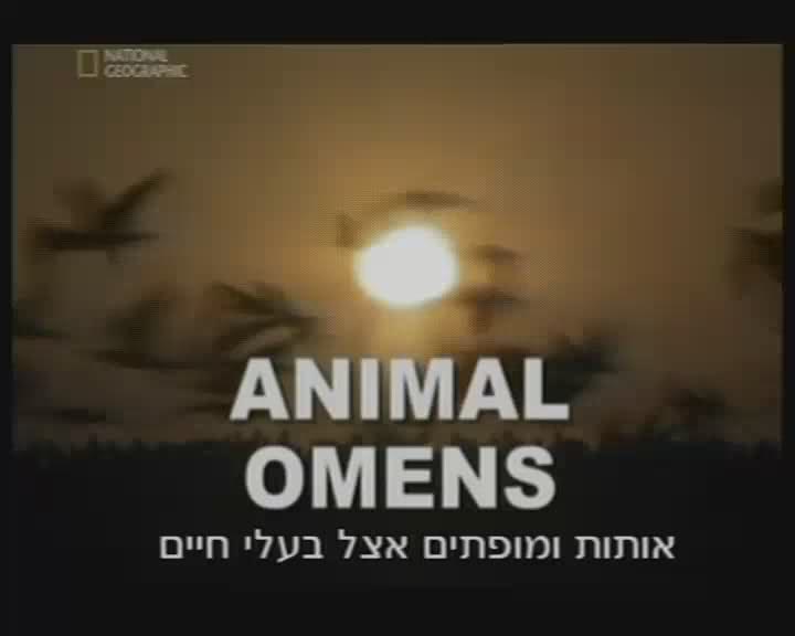 נשיונל גיאוגרפיק - מופתים אצל בע"ח