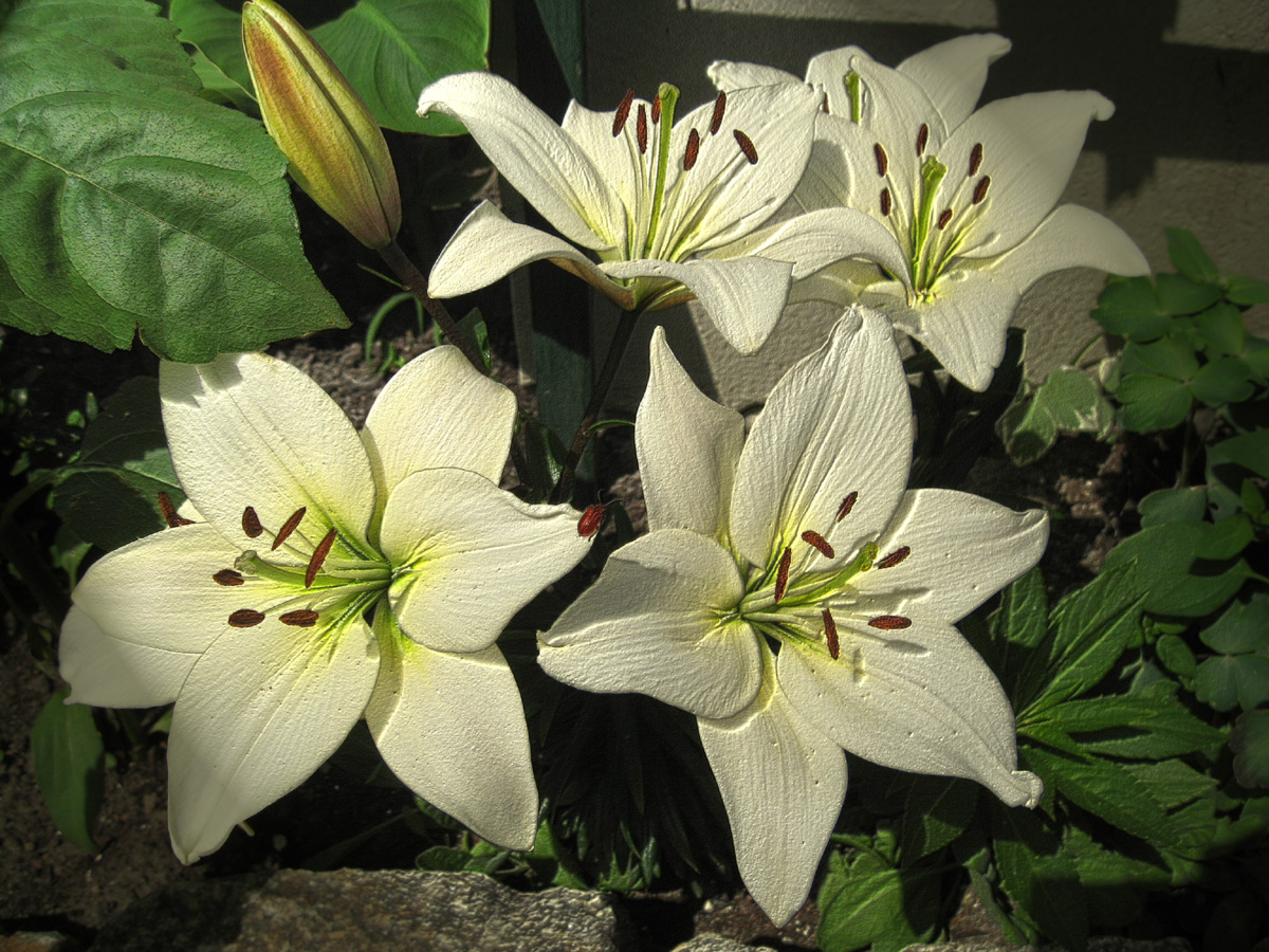  VNC Enterprise Edition 4.4  