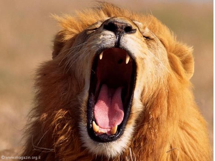 עולם בעלי-החיים - 