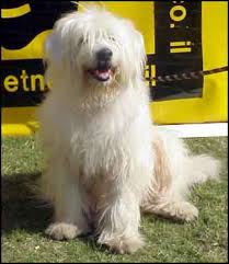 אין כניסה עם כלבים מצחיק - 